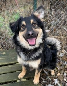 Jimmy medium sized black and tan Romanian Rescue Dog ¦ 1 Dog at a Time Rescue UK