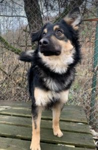 Jimmy medium sized black and tan Romanian Rescue Dog ¦ 1 Dog at a Time Rescue UK