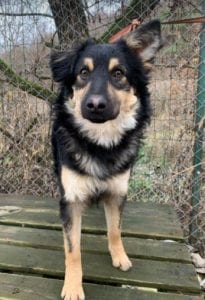 Jimmy medium sized black and tan Romanian Rescue Dog 6 ¦ 1 Dog at a Time Rescue UK
