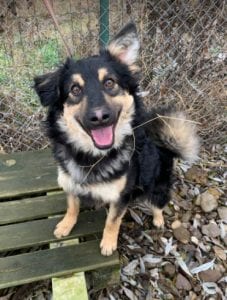 Jimmy medium sized black and tan Romanian Rescue Dog ¦ 1 Dog at a Time Rescue UK