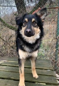 Jimmy medium sized black and tan Romanian Rescue Dog ¦ 1 Dog at a Time Rescue UK