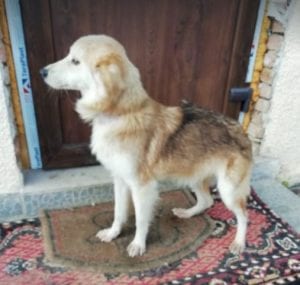 Linda a light coloured Romanian rescue dog ¦ 1Dog at a Time Rescue UK