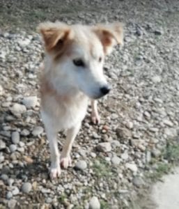 Linda a light coloured Romanian rescue dog ¦ 1Dog at a Time Rescue UK