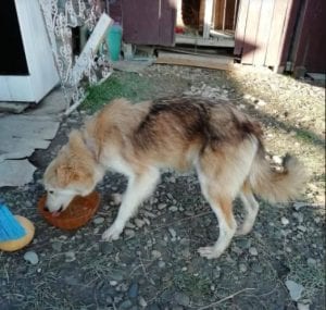 Linda a light coloured Romanian rescue dog ¦ 1Dog at a Time Rescue UK