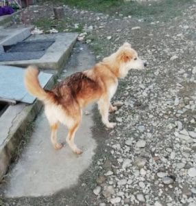 Linda a light coloured Romanian rescue dog ¦ 1Dog at a Time Rescue UK