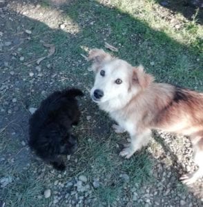 Linda a light coloured Romanian rescue dog ¦ 1Dog at a Time Rescue UK