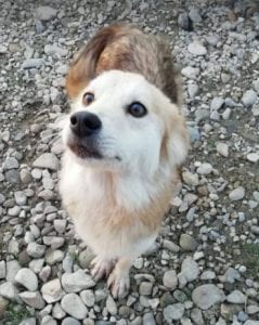 Linda a light coloured Romanian rescue dog ¦ 1Dog at a Time Rescue UK
