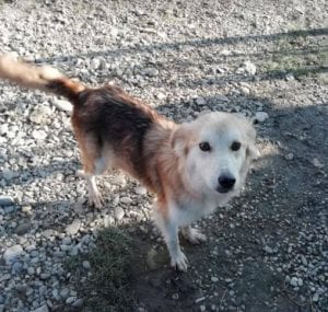 Linda a light coloured Romanian rescue dog ¦ 1Dog at a Time Rescue UK