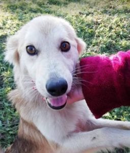 Linda a light coloured Romanian rescue dog ¦ 1Dog at a Time Rescue UK