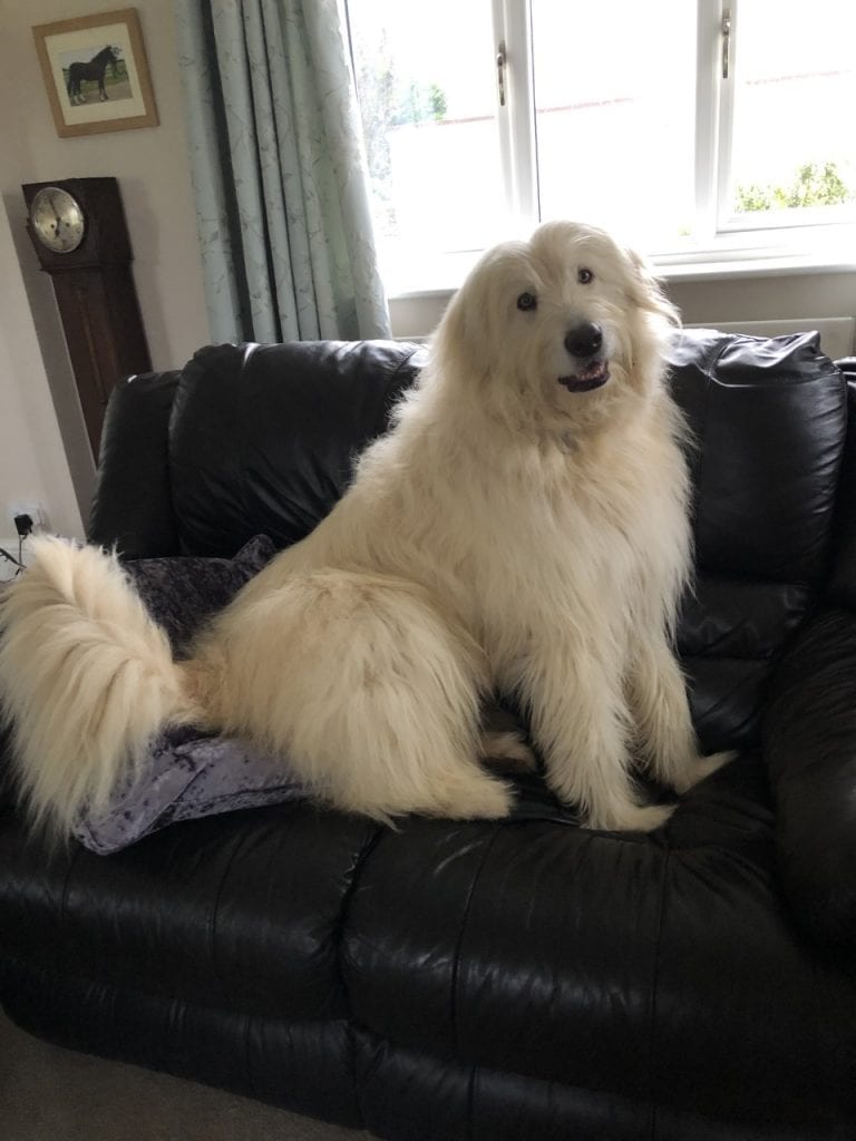 Rescue Mioritic Shepherd dog on the settee | 1 Dog At a Time Rescue UK