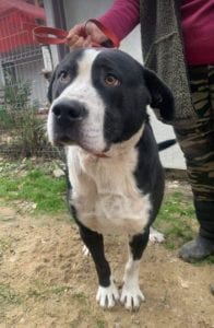 Sidney a large short haired Romanian rescue dog ¦ 1 Dog at a Time Rescue UK
