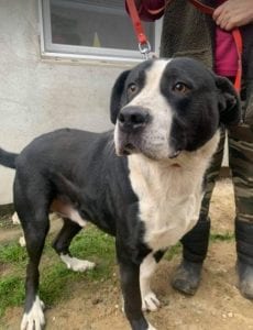 Sidney a large short haired Romanian rescue dog ¦ 1 Dog at a Time Rescue UK