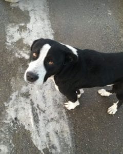 Sidney a large short haired Romanian rescue dog ¦ 1 Dog at a Time Rescue UK