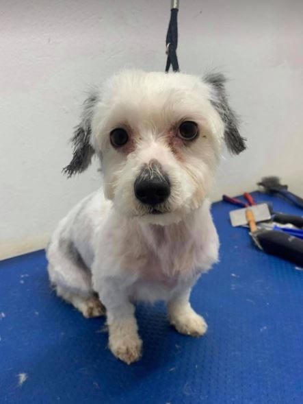 Aime a small white Romanian rescue dog with grey ears ¦ 1 Dog at a Time Rescue UK Aime a small white Romanian rescue dog with grey ears ¦ 1 Dog at a Time Rescue UK