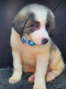 Asher Romanian Rescue Puppy ¦ 1 Dog at a Time Rescue UK