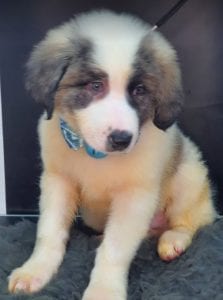 Asher Romanian Rescue Puppy ¦ 1 Dog at a Time Rescue UK