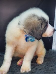 Asher Romanian Rescue Puppy ¦ 1 Dog at a Time Rescue UK