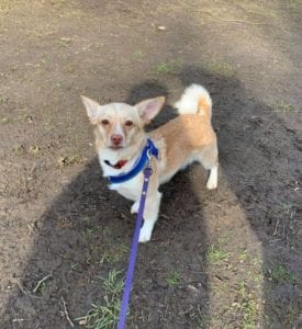 Cookie a small white and faun coloured Romanian rescue dog ¦ 1 Dog at a Time Rescue UK