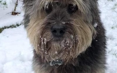 Winter tips for dogs