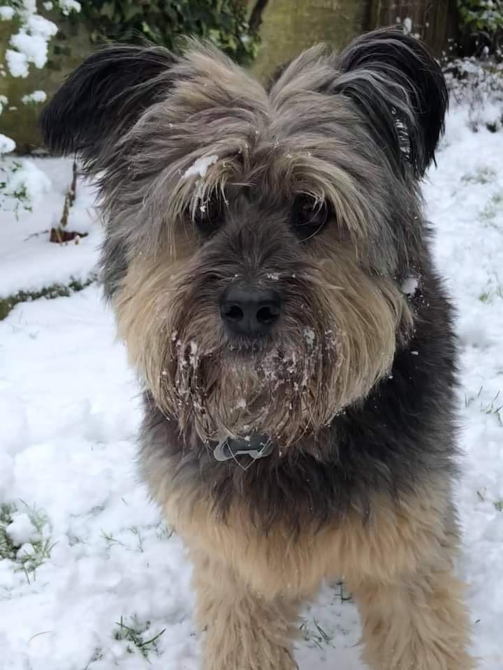 Danny a Romanian rescue dog in the snow| 1 Dog At a Time Rescue UK | Dedicated To Rescuing and Rehoming Romanian Street Dogs