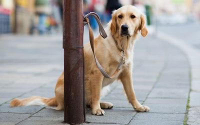Keep your dog safe from theft