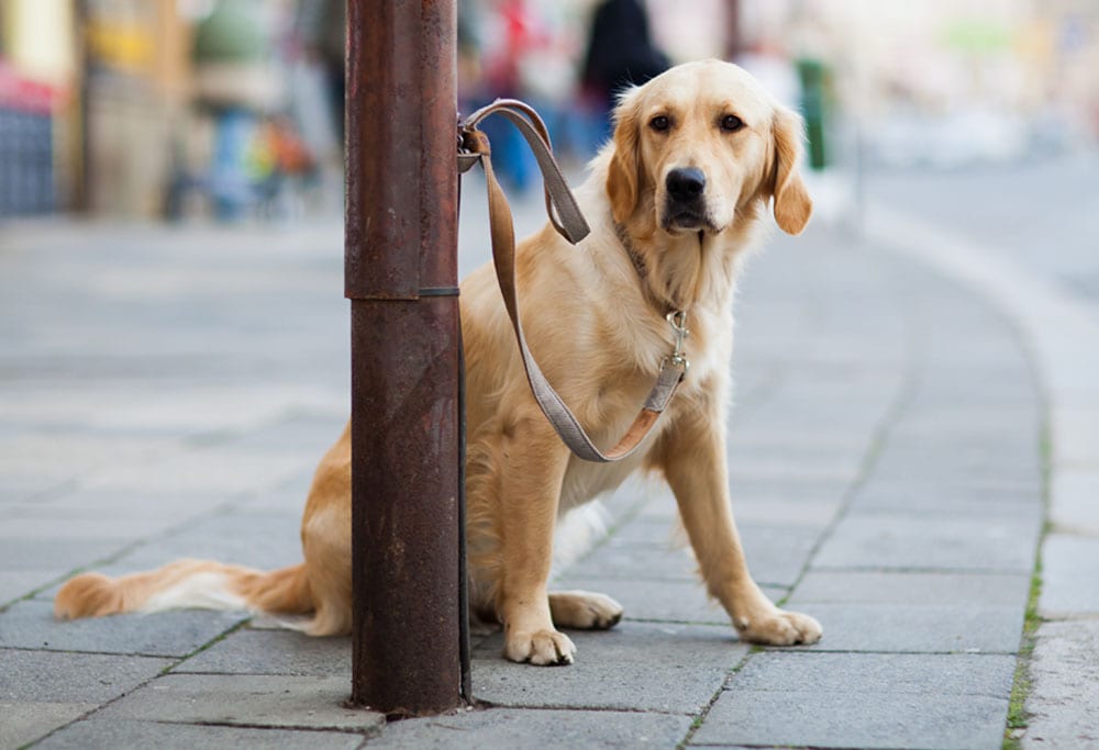 A brown dog tied up outside a shop A brown dog tied up outside a shop | 1 Dog At a Time Rescue UK