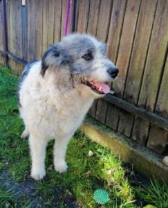 Dolly a white and grey Romanian rescue dog ¦ 1 Dog at a Time Rescue UK