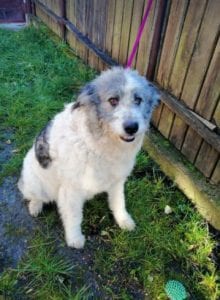 Dolly a white and grey Romanian rescue dog ¦ 1 Dog at a Time Rescue UK