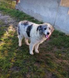 Dolly a white and grey Romanian rescue dog ¦ 1 Dog at a Time Rescue UK