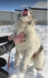 Dolly a white and grey Romanian rescue dog ¦ 1 Dog at a Time Rescue UK