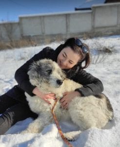 Dolly a white and grey Romanian rescue dog ¦ 1 Dog at a Time Rescue UK