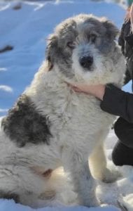 Dolly a white and grey Romanian rescue dog ¦ 1 Dog at a Time Rescue UK