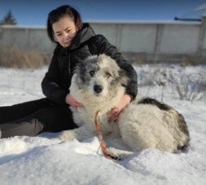 Dolly a white and grey Romanian rescue dog ¦ 1 Dog at a Time Rescue UK