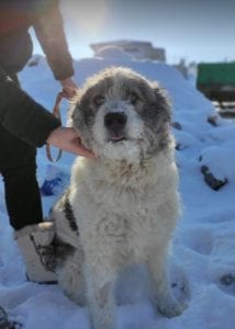 Dolly a white and grey Romanian rescue dog ¦ 1 Dog at a Time Rescue UK