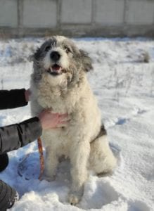 Dolly a white and grey Romanian rescue dog ¦ 1 Dog at a Time Rescue UK