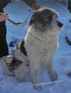 Dolly a white and grey Romanian rescue dog ¦ 1 Dog at a Time Rescue UK
