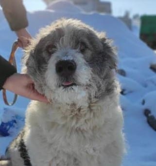 Dolly a white and grey Romanian rescue dog profile ¦ 1 Dog at a Time Rescue UK Milo Romanian Rescue Dog ¦ 1 Dog at a Time Rescue UK