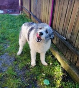 Dolly a white and grey Romanian rescue dog ¦ 1 Dog at a Time Rescue UK