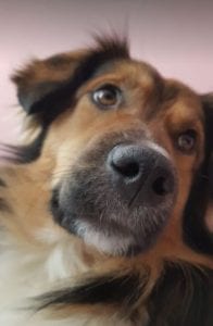 Jerry a black and tan Romanian rescue dog ¦ 1 Dog at a Time Rescue UK