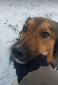 Jerry a black and tan Romanian rescue dog ¦ 1 Dog at a Time Rescue UK