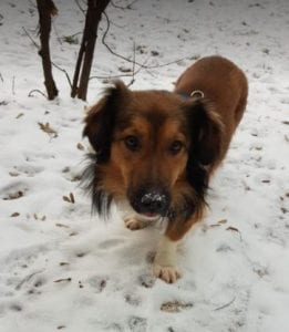 Jerry a black and tan Romanian rescue do ¦ 1 Dog at a Time Rescue UK