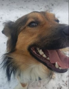 Jerry a black and tan Romanian rescue dog ¦ 1 Dog at a Time Rescue UK