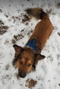 Jerry a black and tan Romanian rescue dog ¦ 1 Dog at a Time Rescue UK