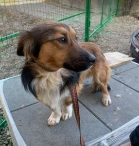 Jerry a black and tan Romanian rescue dog 3 ¦ 1 Dog at a Time Rescue UK
