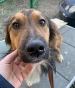 Jerry a black and tan Romanian rescue dog 4 ¦ 1 Dog at a Time Rescue UK