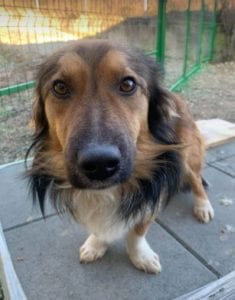 Jerry a black and tan Romanian rescue dog 5 ¦ 1 Dog at a Time Rescue UK