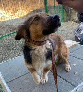 Jerry a black and tan Romanian rescue dog 6 ¦ 1 Dog at a Time Rescue UK