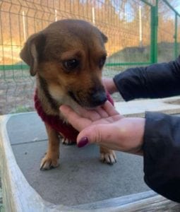 Jessie a small tan coloured Romanian rescue dog 3 ¦ 1 Dog at a Time Rescue UK