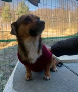 Jessie a small tan coloured Romanian rescue dog 4 ¦ 1 Dog at a Time Rescue UK