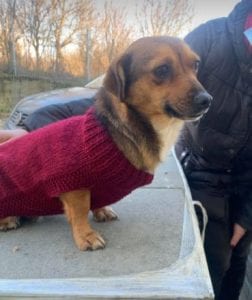 Jessie a small tan coloured Romanian rescue dog 5 ¦ 1 Dog at a Time Rescue UK